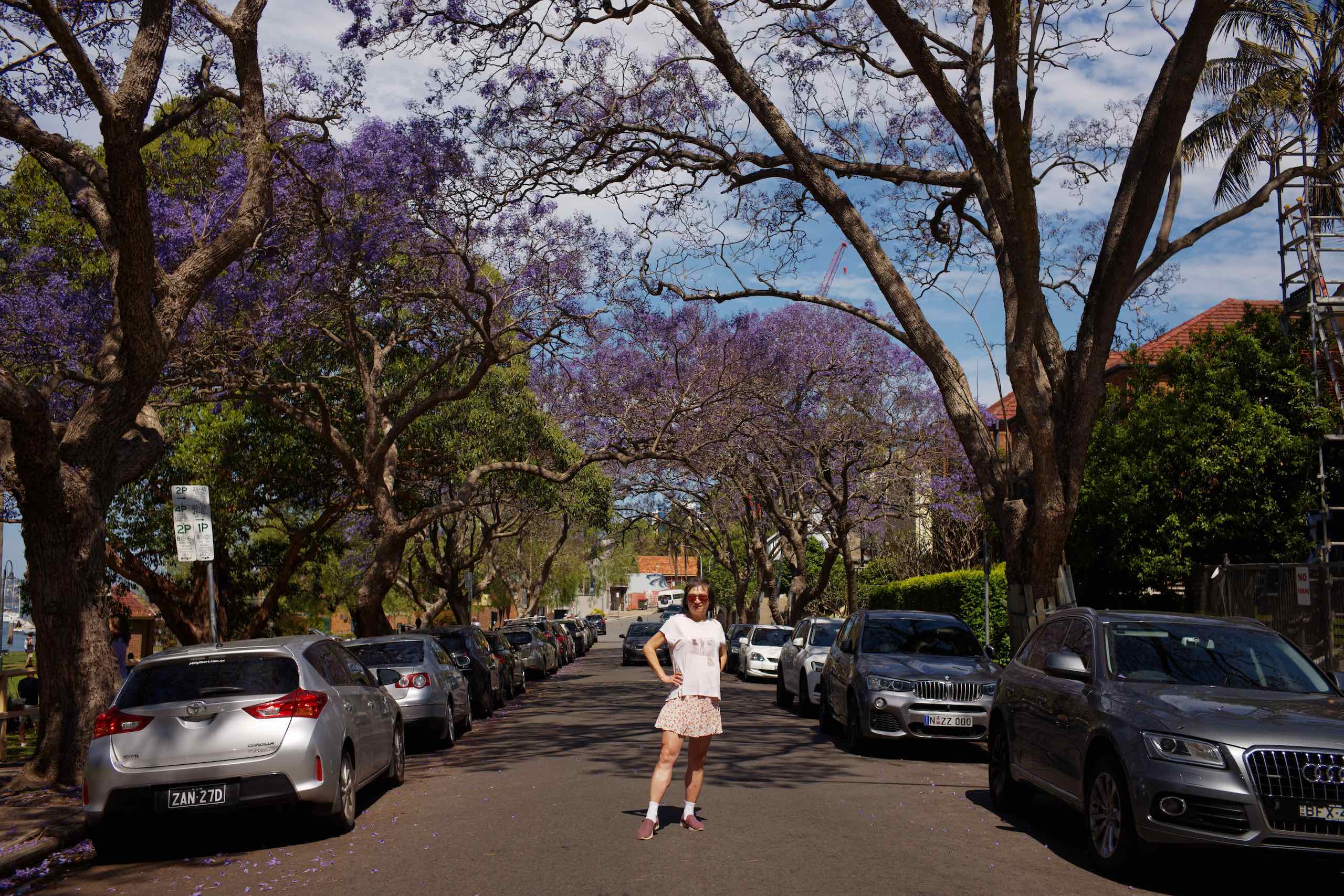 Jacarandas at Kirribilli featured image